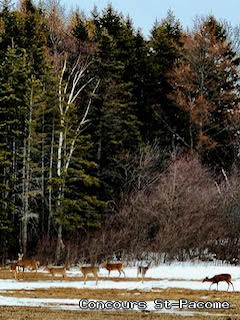Paysage Saint-Pacôme - Concours Photo